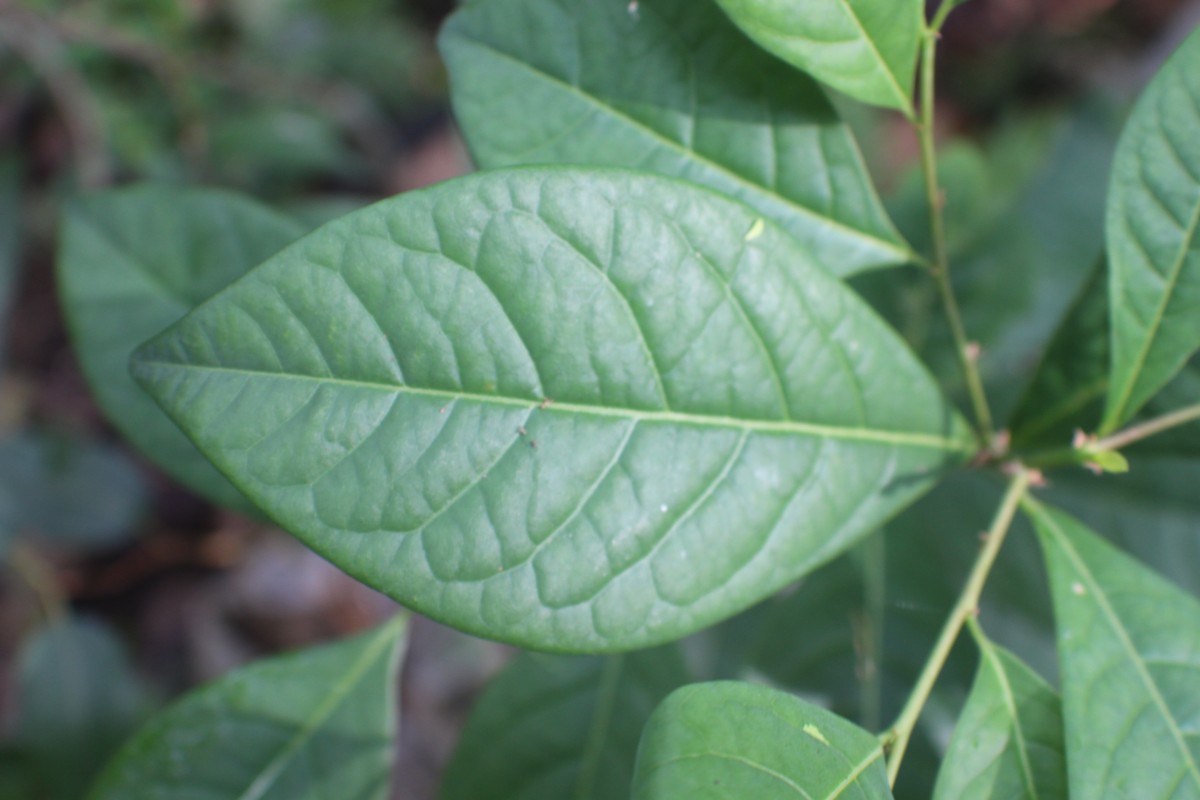 Margaritaria cyanosperma (Gaertn.) Airy Shaw