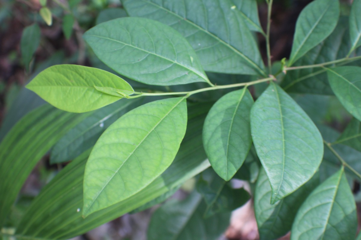 Margaritaria cyanosperma (Gaertn.) Airy Shaw