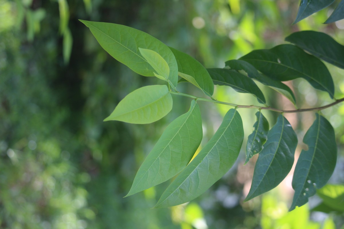 Margaritaria indica (Dalzell) Airy Shaw