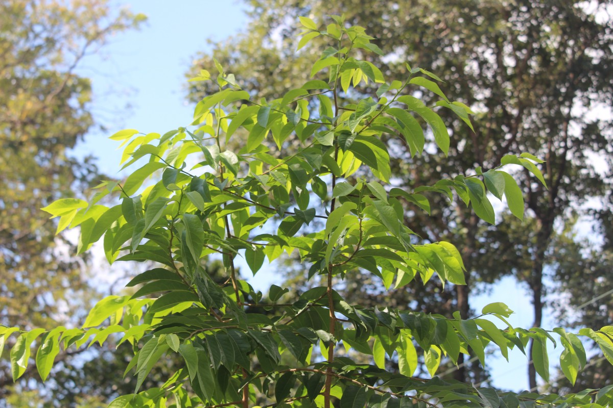 Margaritaria indica (Dalzell) Airy Shaw