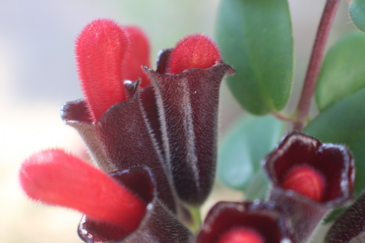 Aeschynanthus pulcher (Blume) G.Don