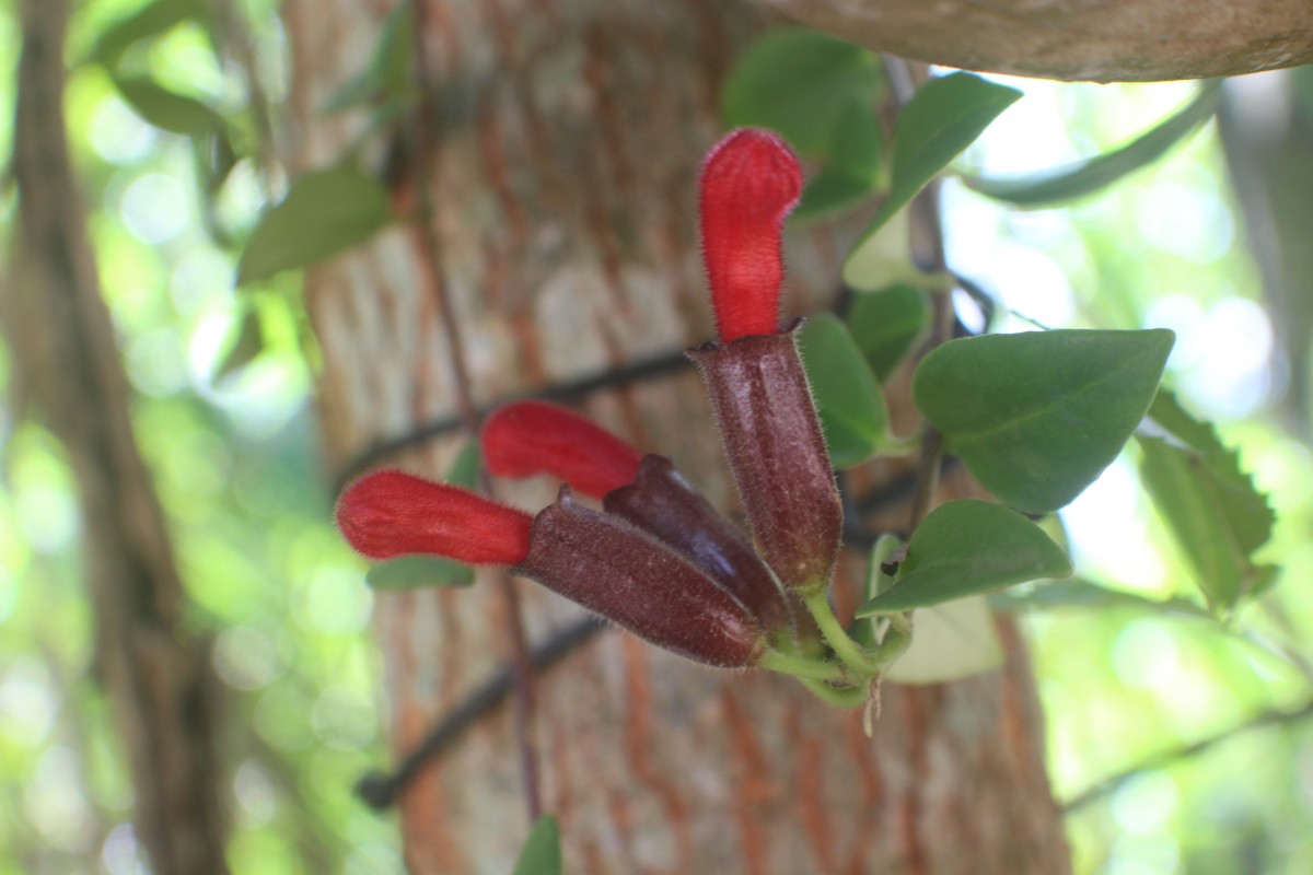 Aeschynanthus pulcher (Blume) G.Don