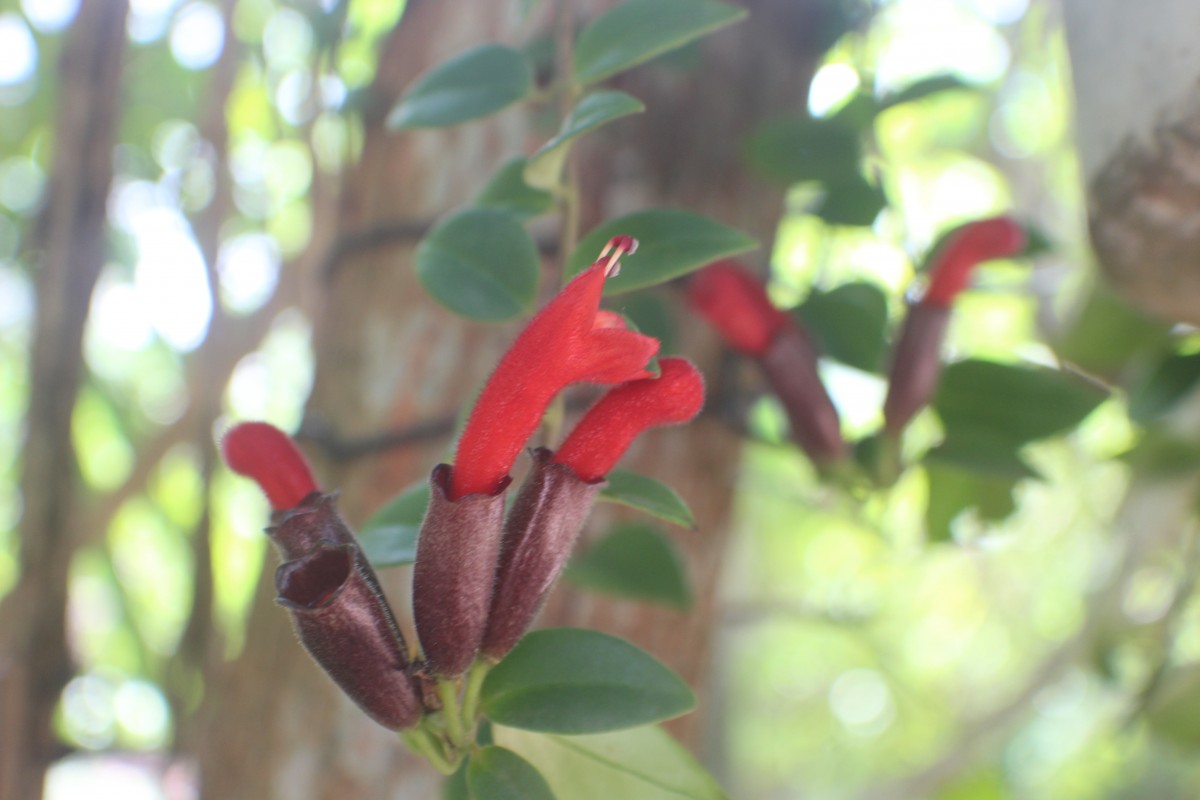 Aeschynanthus pulcher (Blume) G.Don