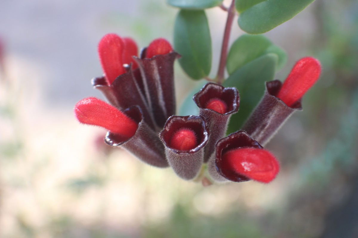 Aeschynanthus pulcher (Blume) G.Don