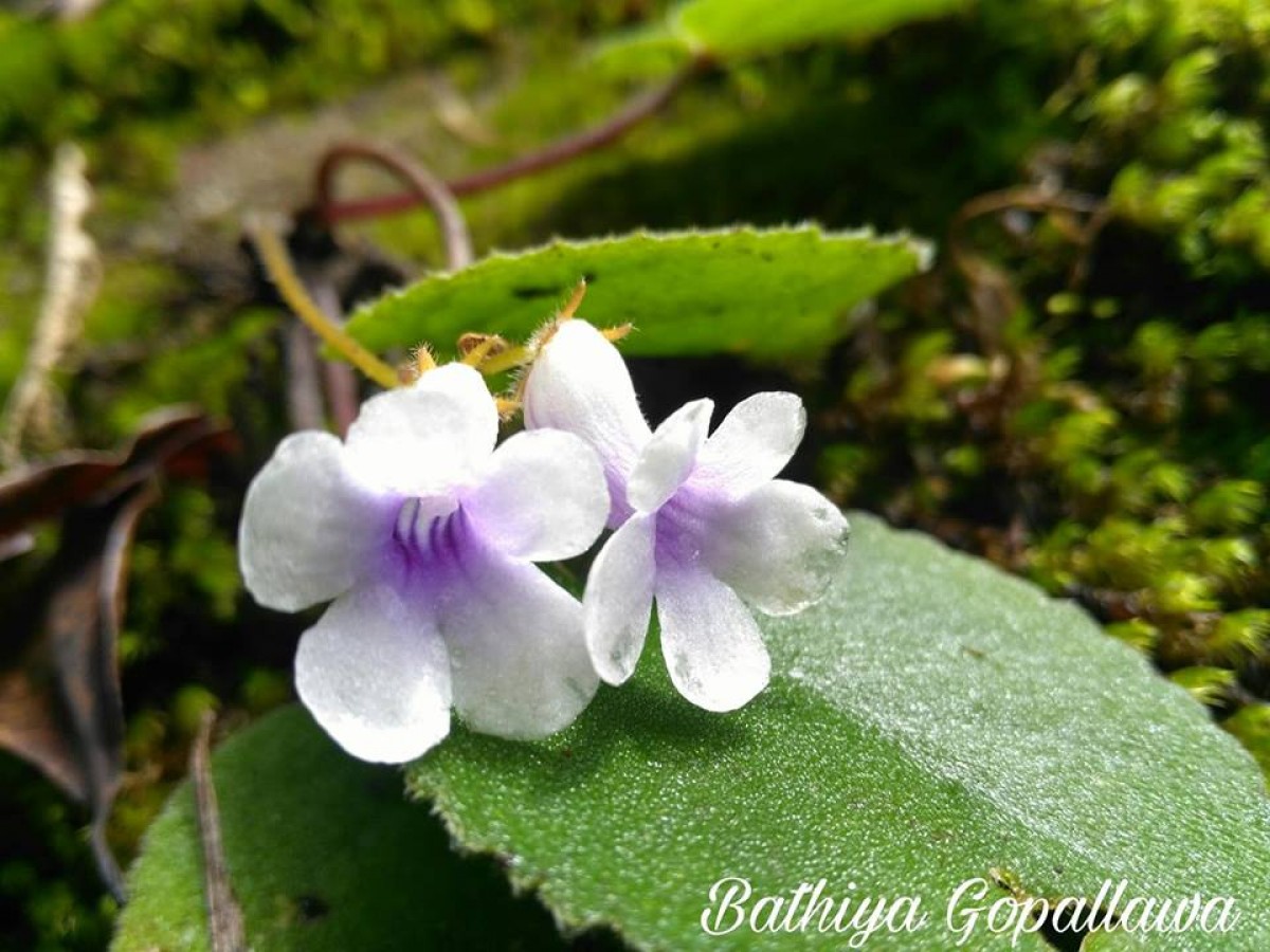 Henckelia zeylanica (R.Br.) A.Weber & B.L.Burtt