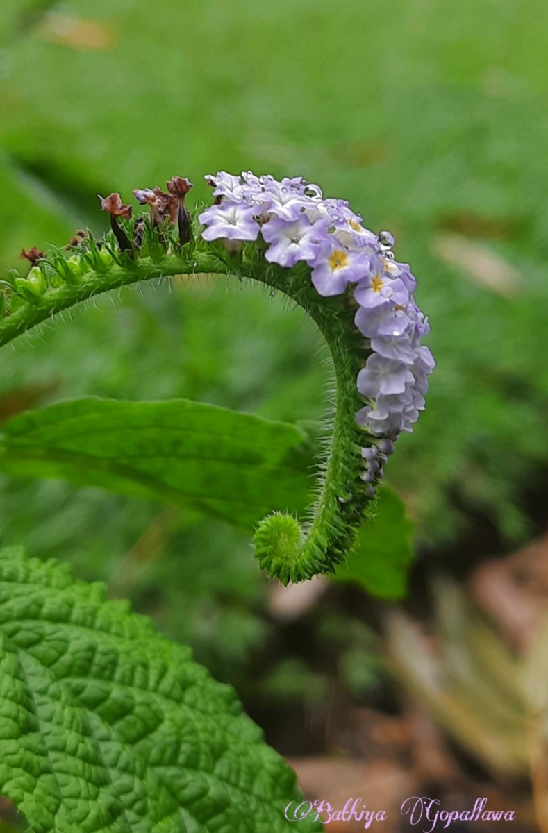 Heliotropium indicum L.