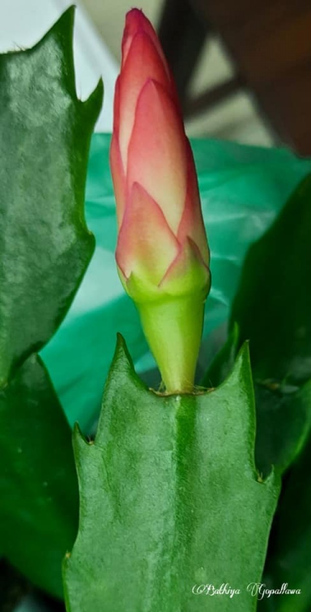 Schlumbergera truncata (Haw.) Moran