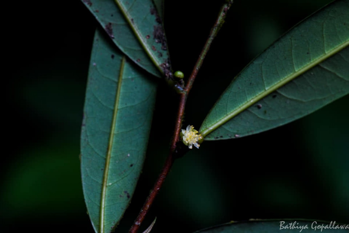 Litsea iteodaphne (Nees) Hook.f.