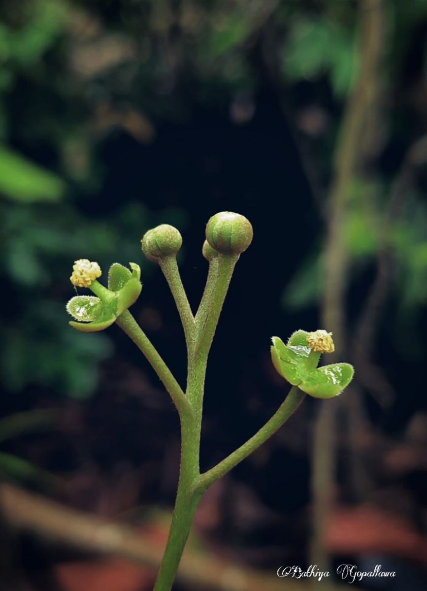 Nepenthes distillatoria L.