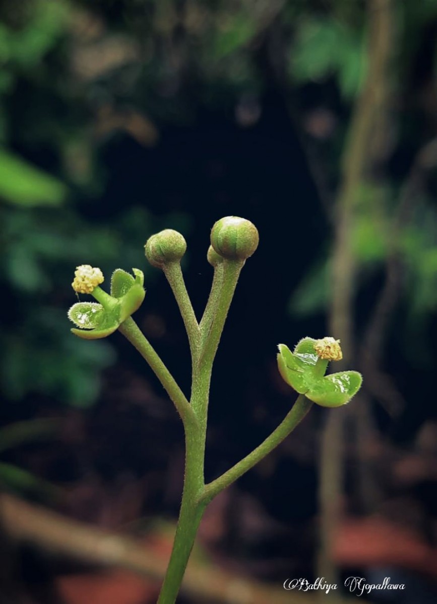 Nepenthes distillatoria L.