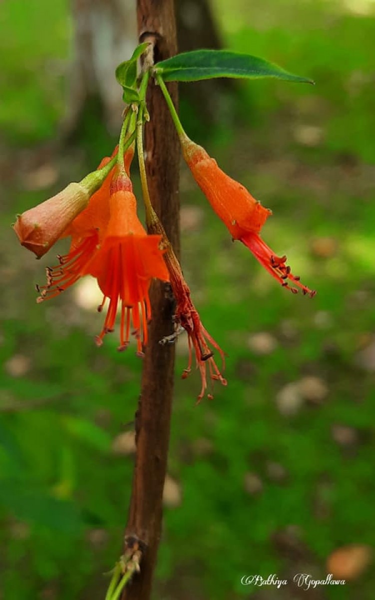 Woodfordia fruticosa (L.) Kurz