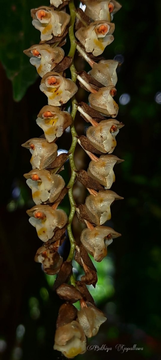 Coelogyne imbricata (Hook.) Rchb.f.