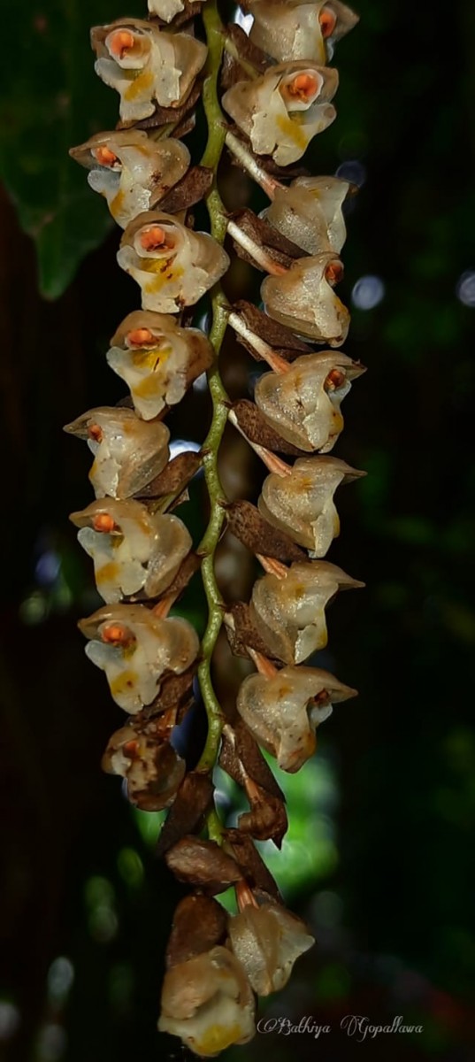 Pholidota imbricata Hook.