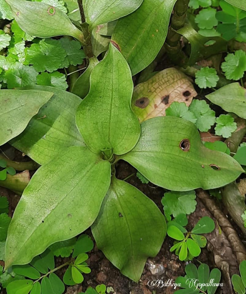 Zeuxine longilabris (Lindl.) Trimen