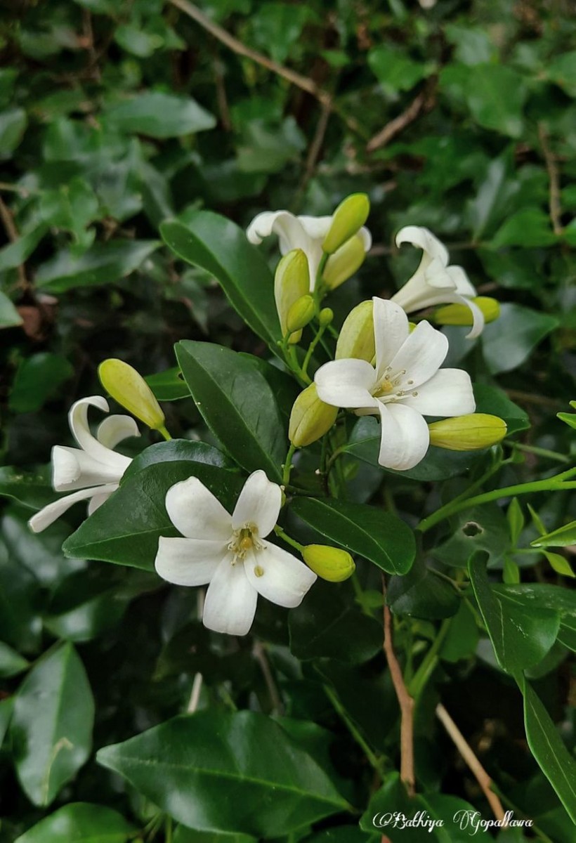 Murraya paniculata (L.) Jack