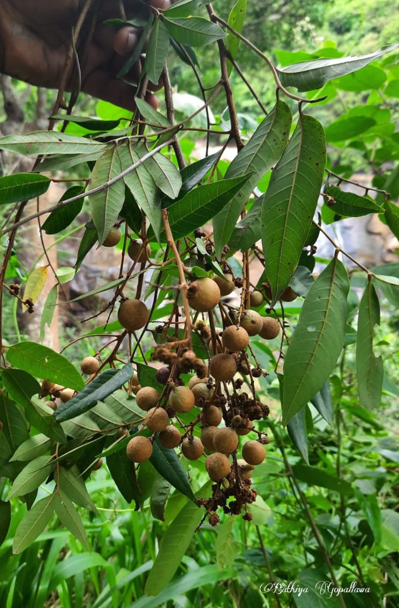 Dimocarpus longan Lour.