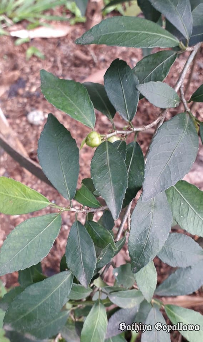 Rinorea decora (Trimen) Melch.