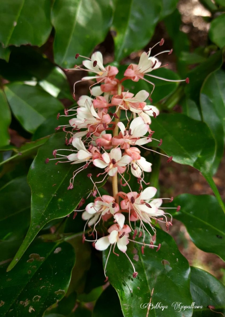 Humboldtia laurifolia Vahl