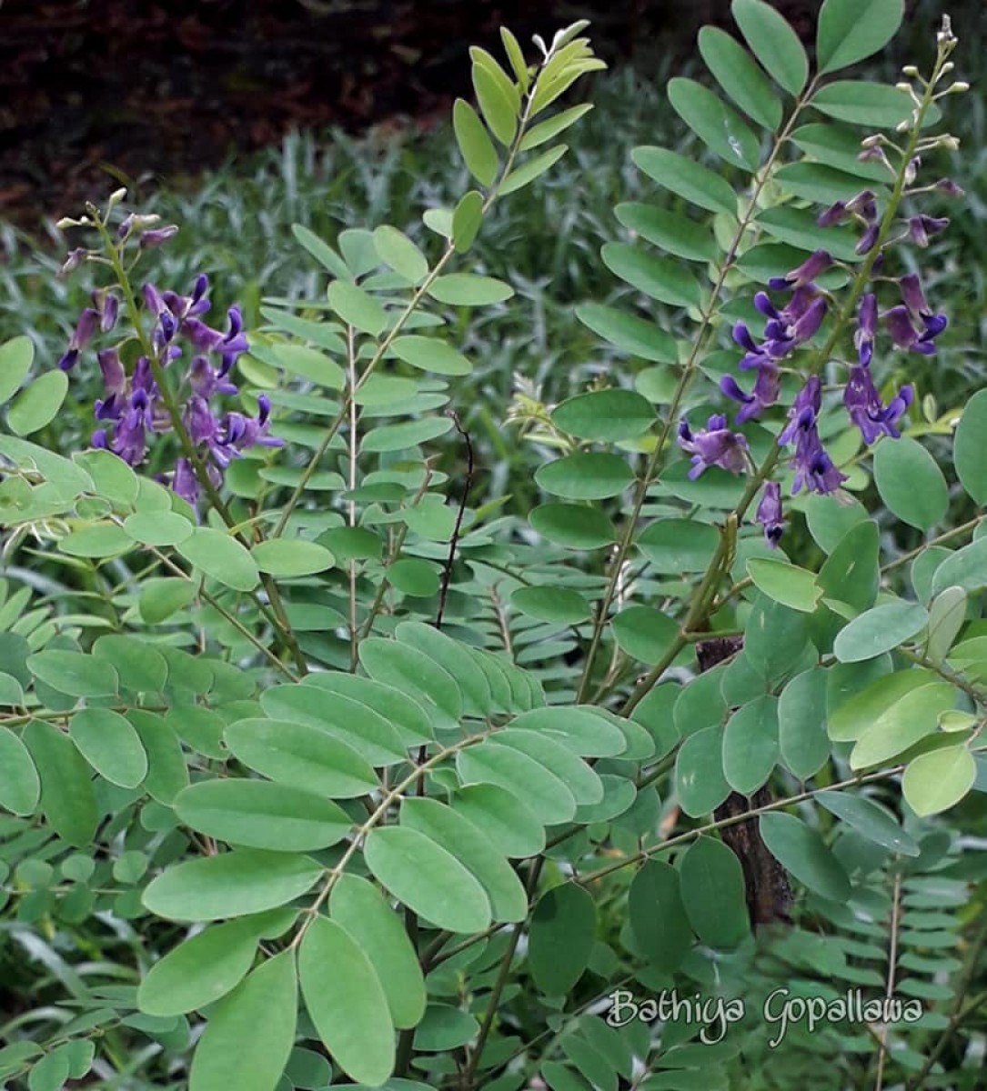 Sophora violacea Thwaites