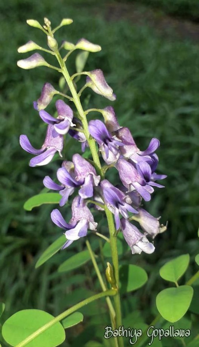 Sophora violacea Thwaites