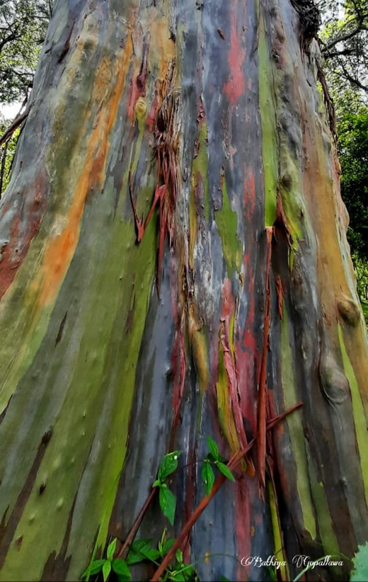 Eucalyptus deglupta Blume