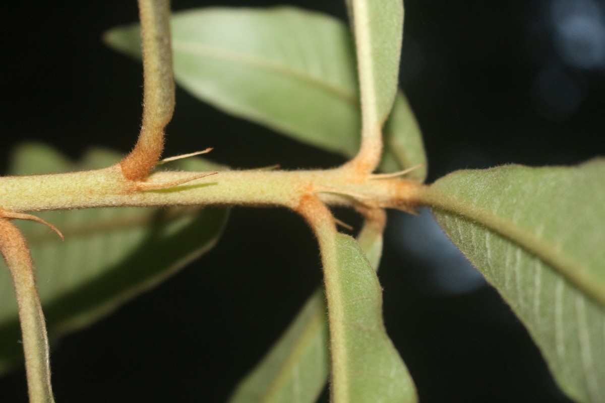 Madhuca clavata Jayas.