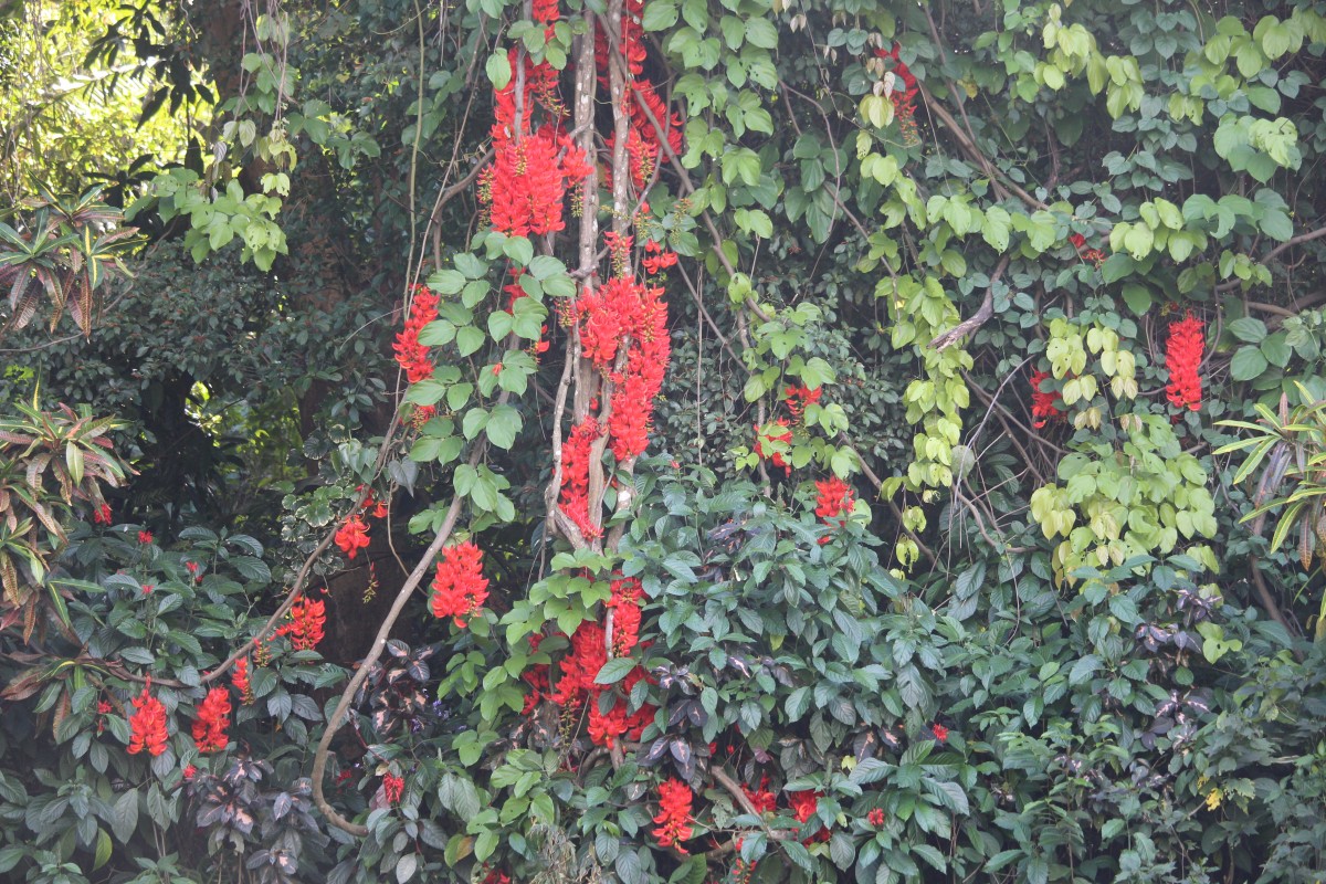 Mucuna novoguineensis Scheff.