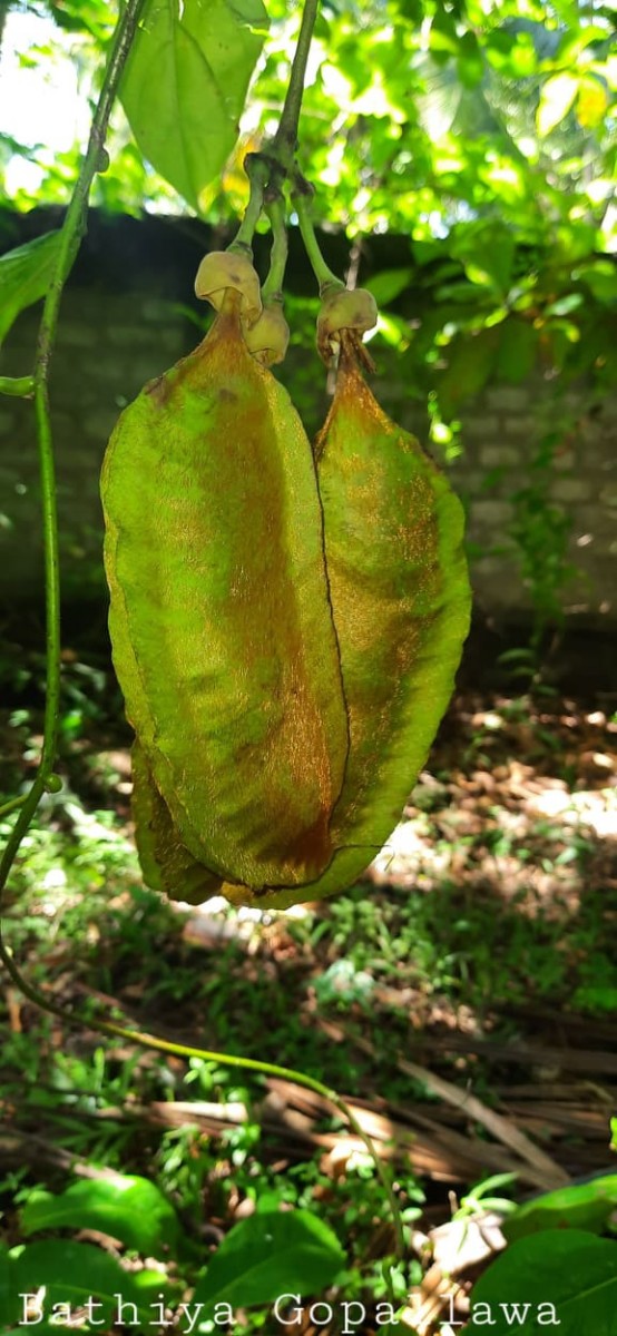 Mucuna gigantea (Willd.) DC.