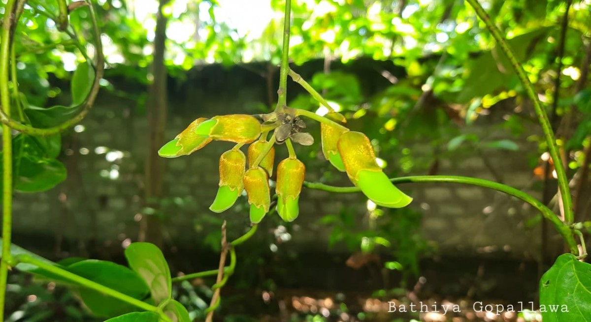 Mucuna gigantea (Willd.) DC.