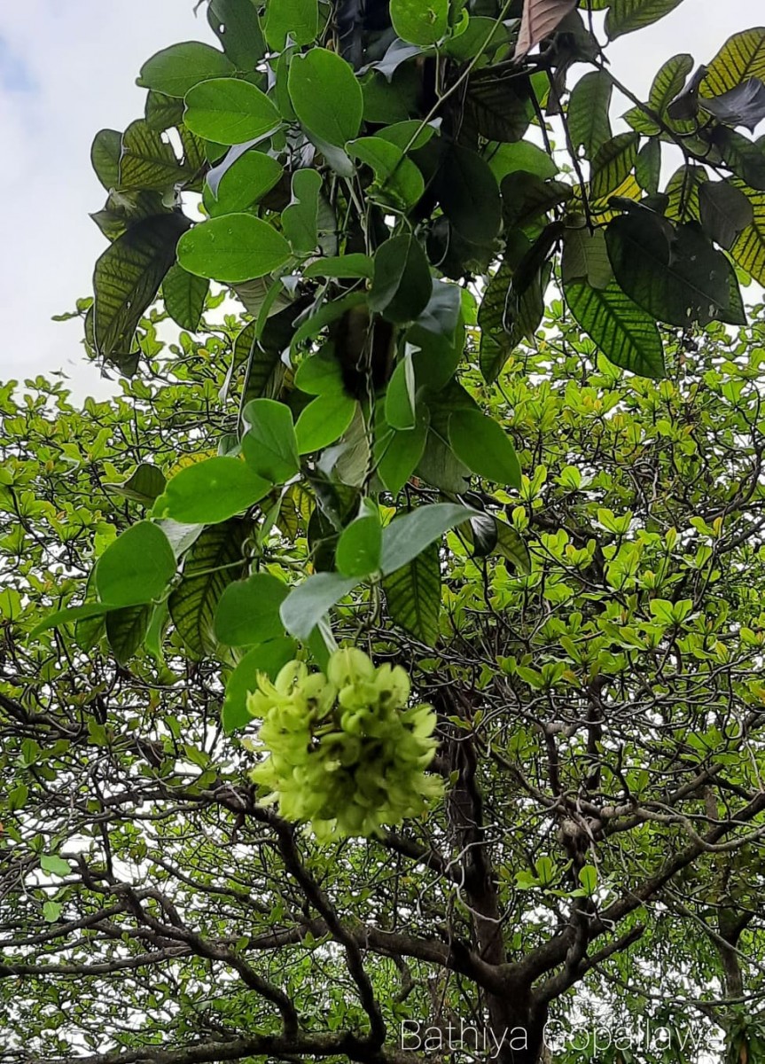 Mucuna gigantea (Willd.) DC.