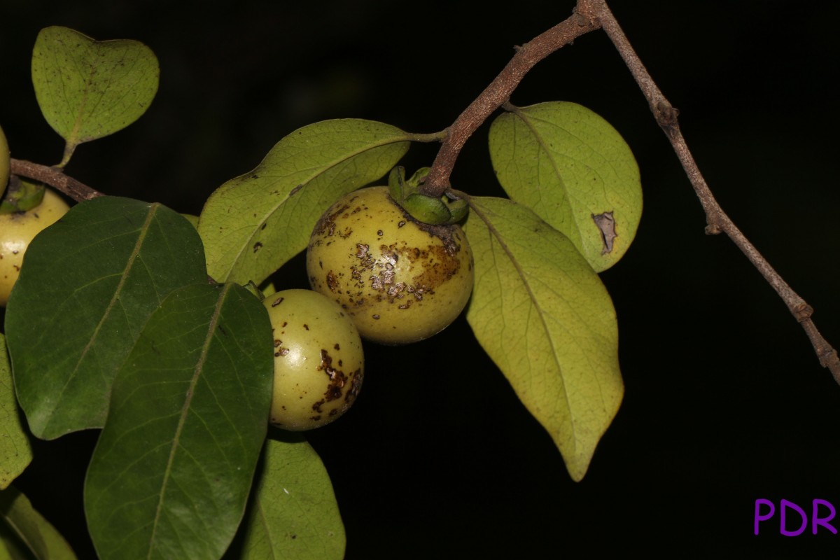 Diospyros sp 1