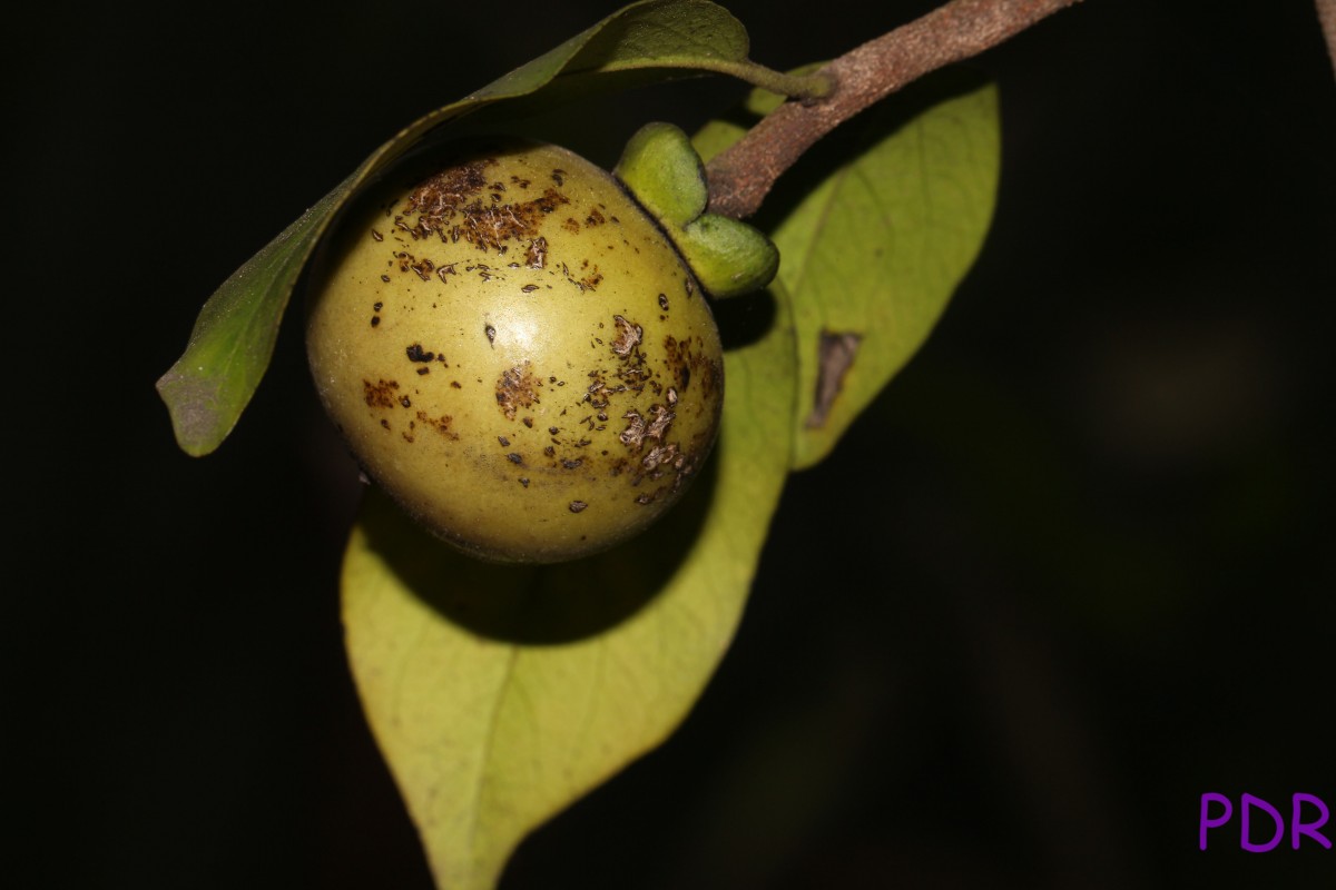 Diospyros sp 1