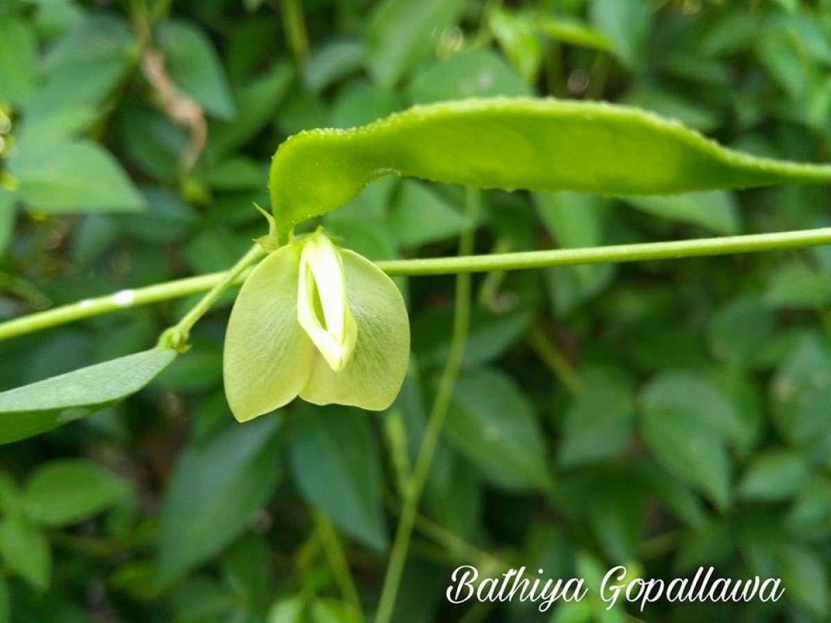 Macrotyloma axillare (E.Mey.) Verdc.