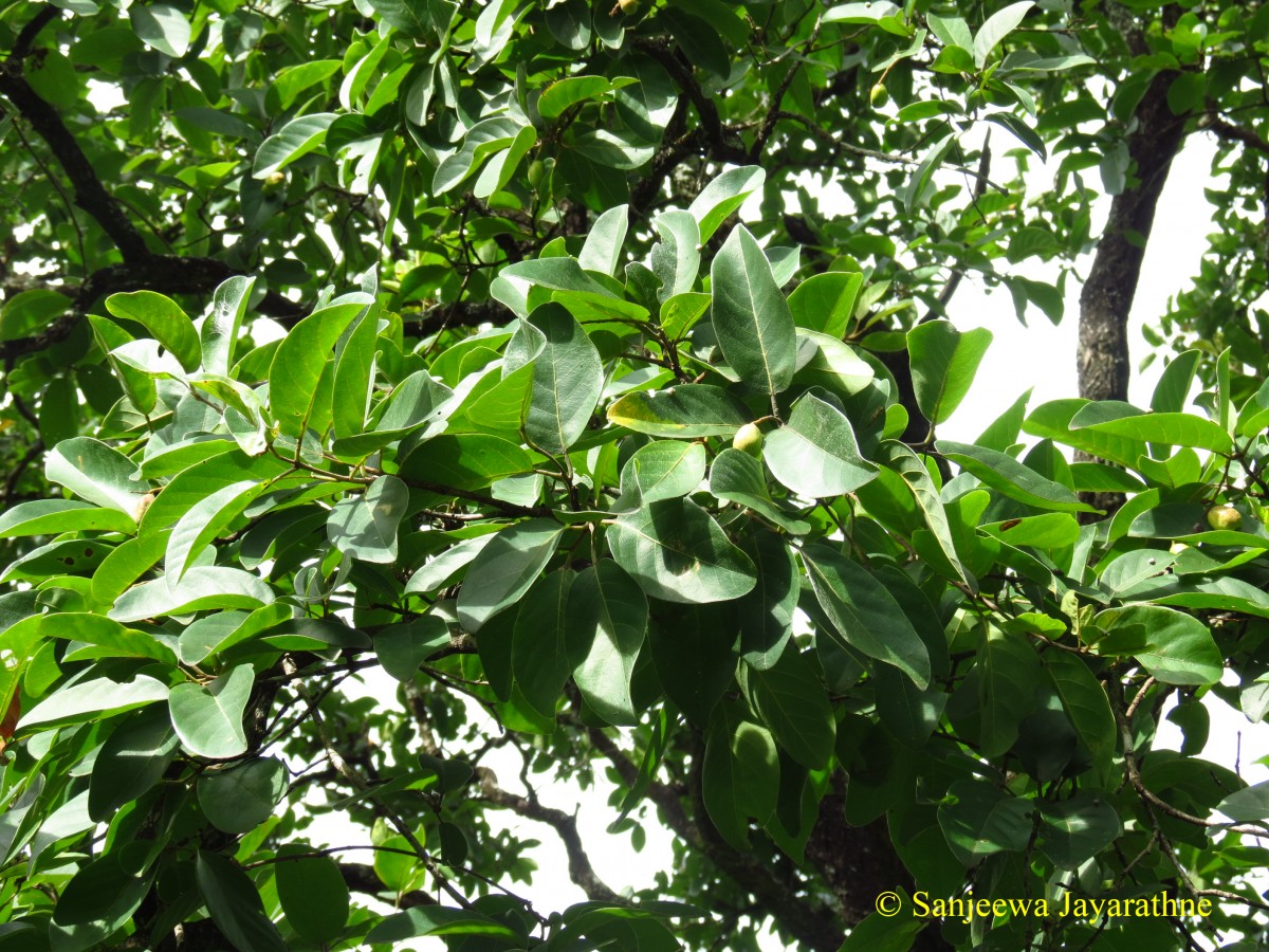 Terminalia chebula Retz.