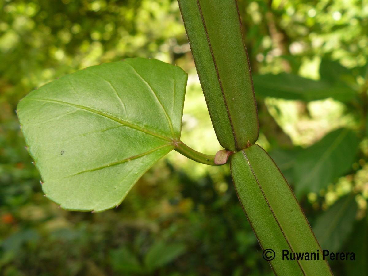 Cissus quadrangularis L.