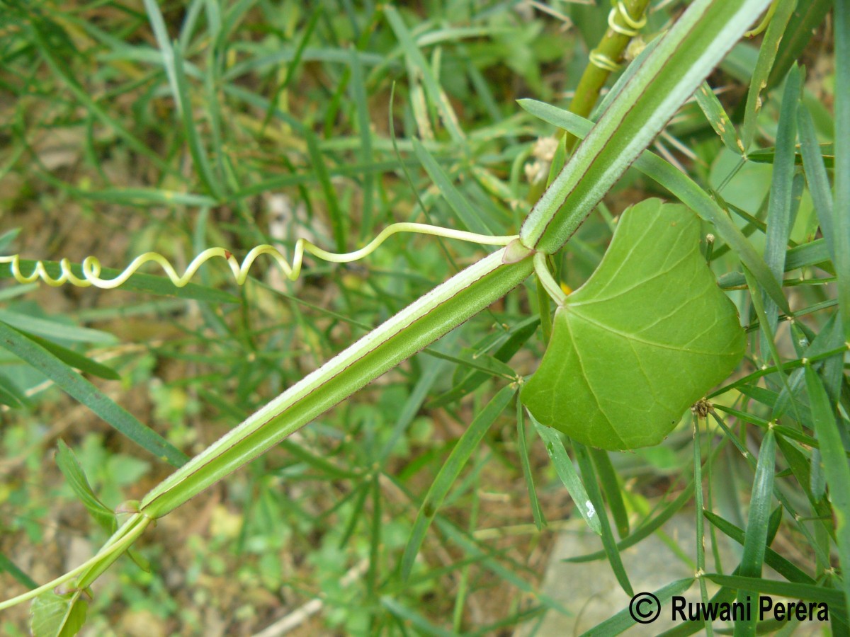 Cissus quadrangularis L.