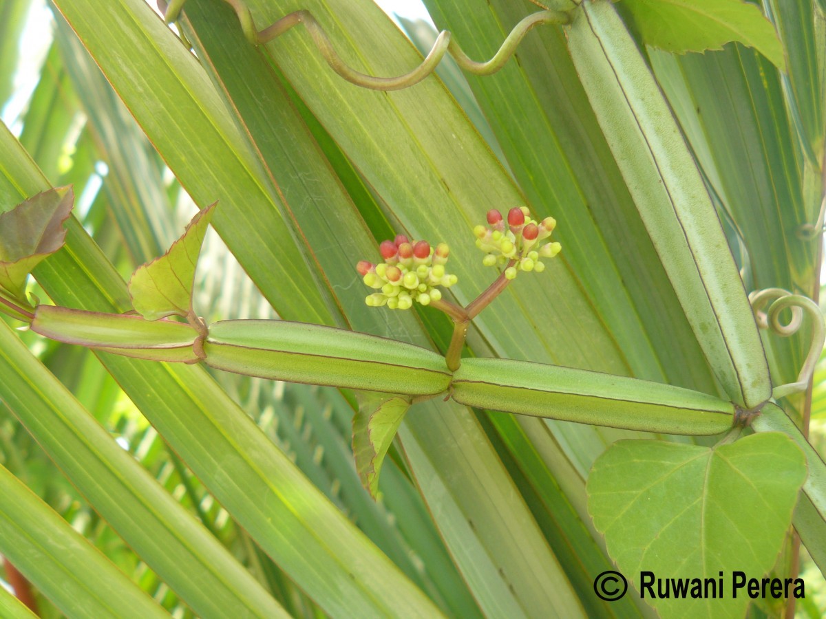 Cissus quadrangularis L.