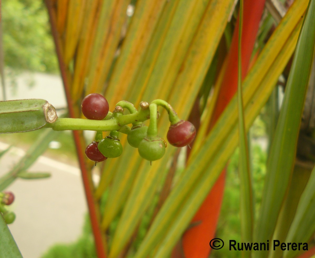 Cissus quadrangularis L.