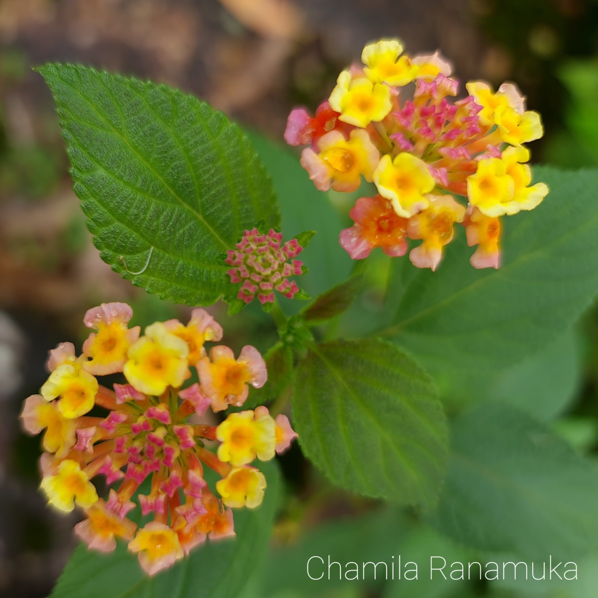 Lantana camara L.