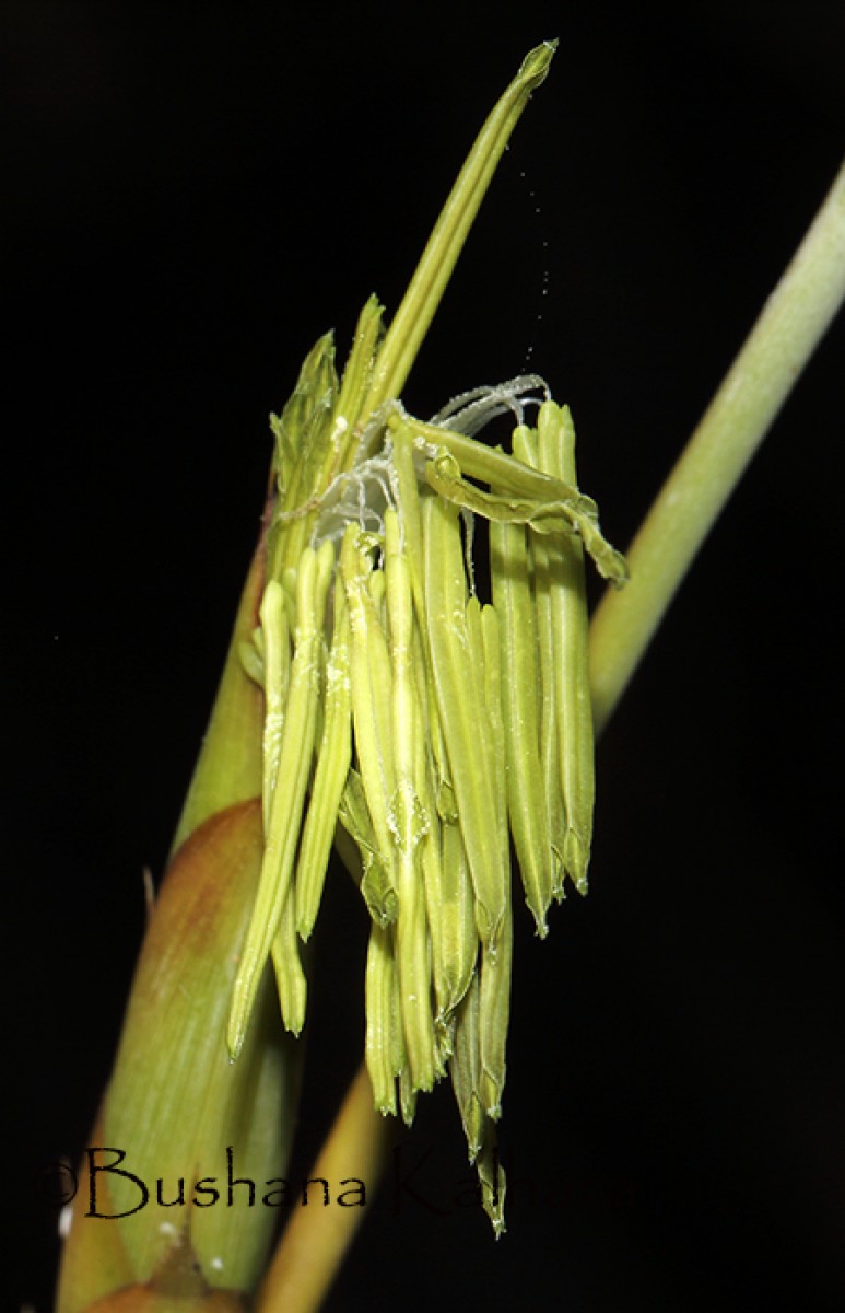 Ochlandra stridula Thwaites