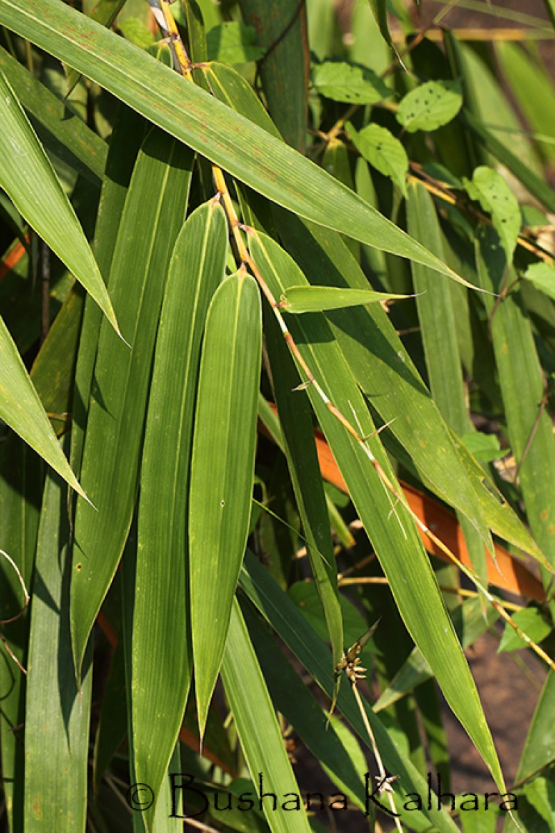 Ochlandra stridula Thwaites