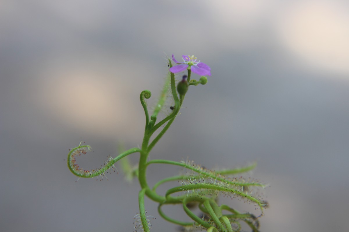 Drosera indica L.