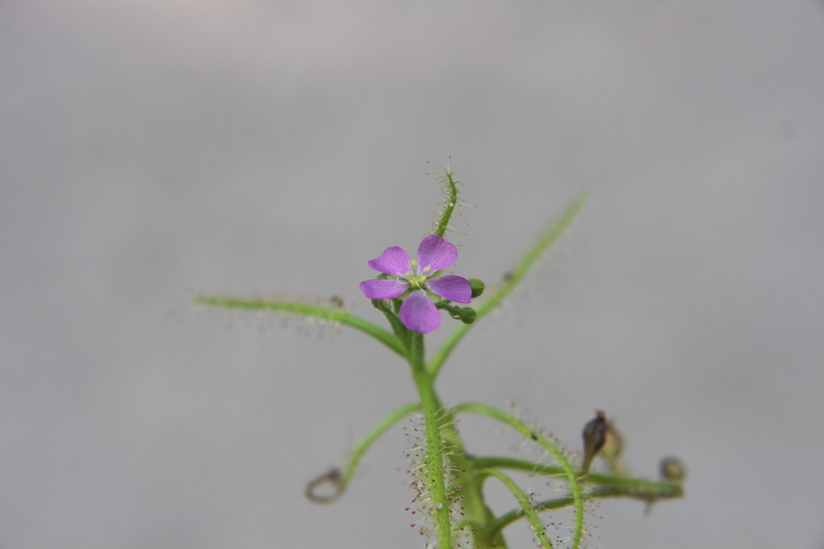 Drosera indica L.