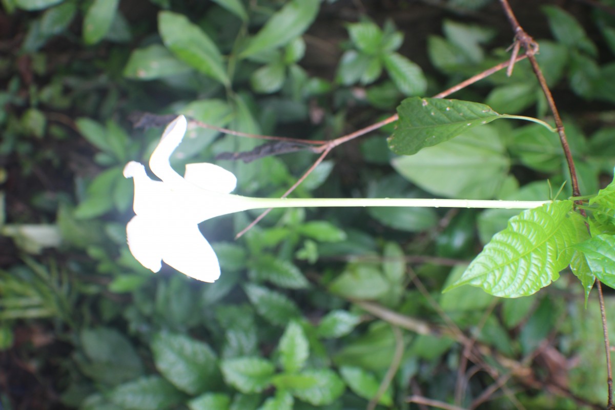 Euclinia longiflora Salisb.