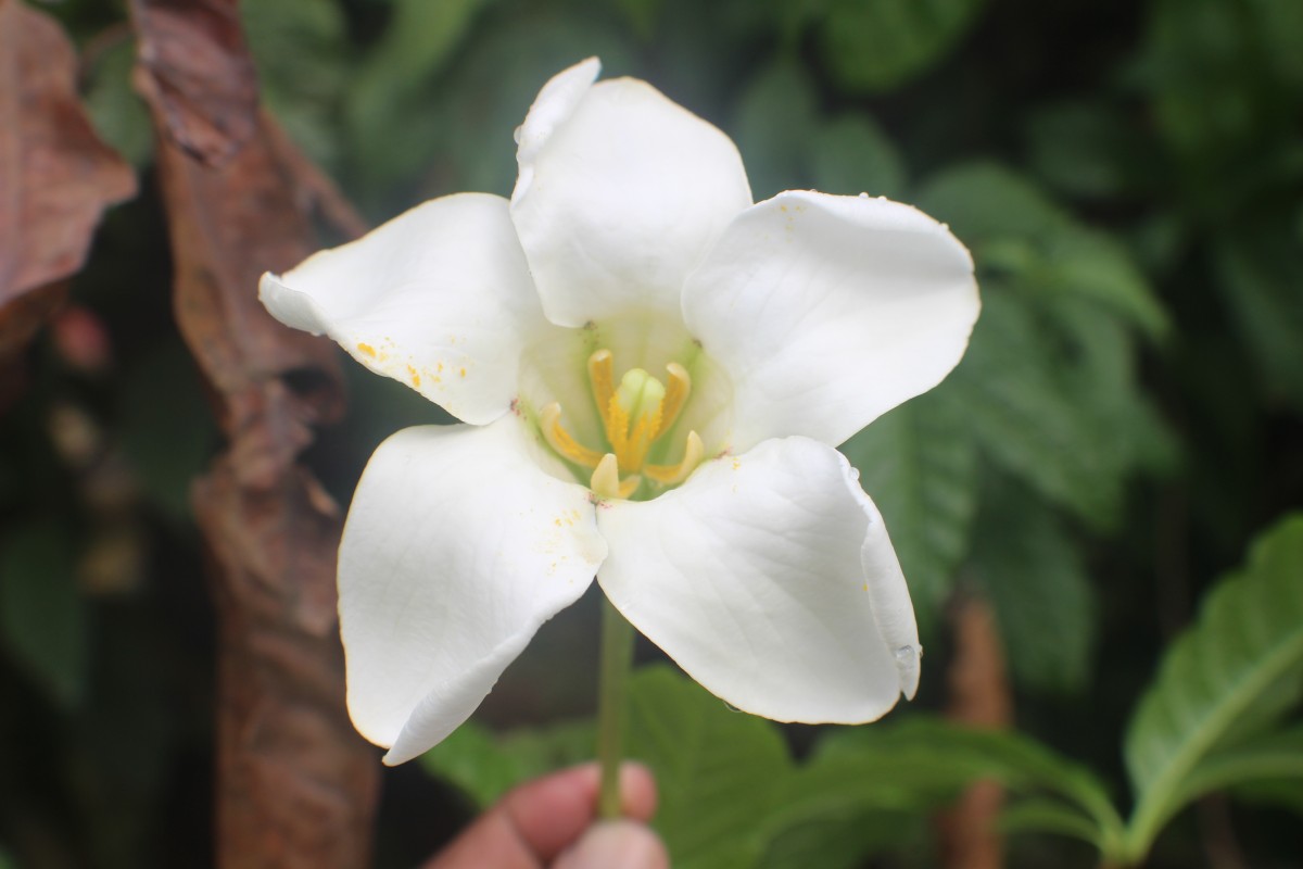 Euclinia longiflora Salisb.