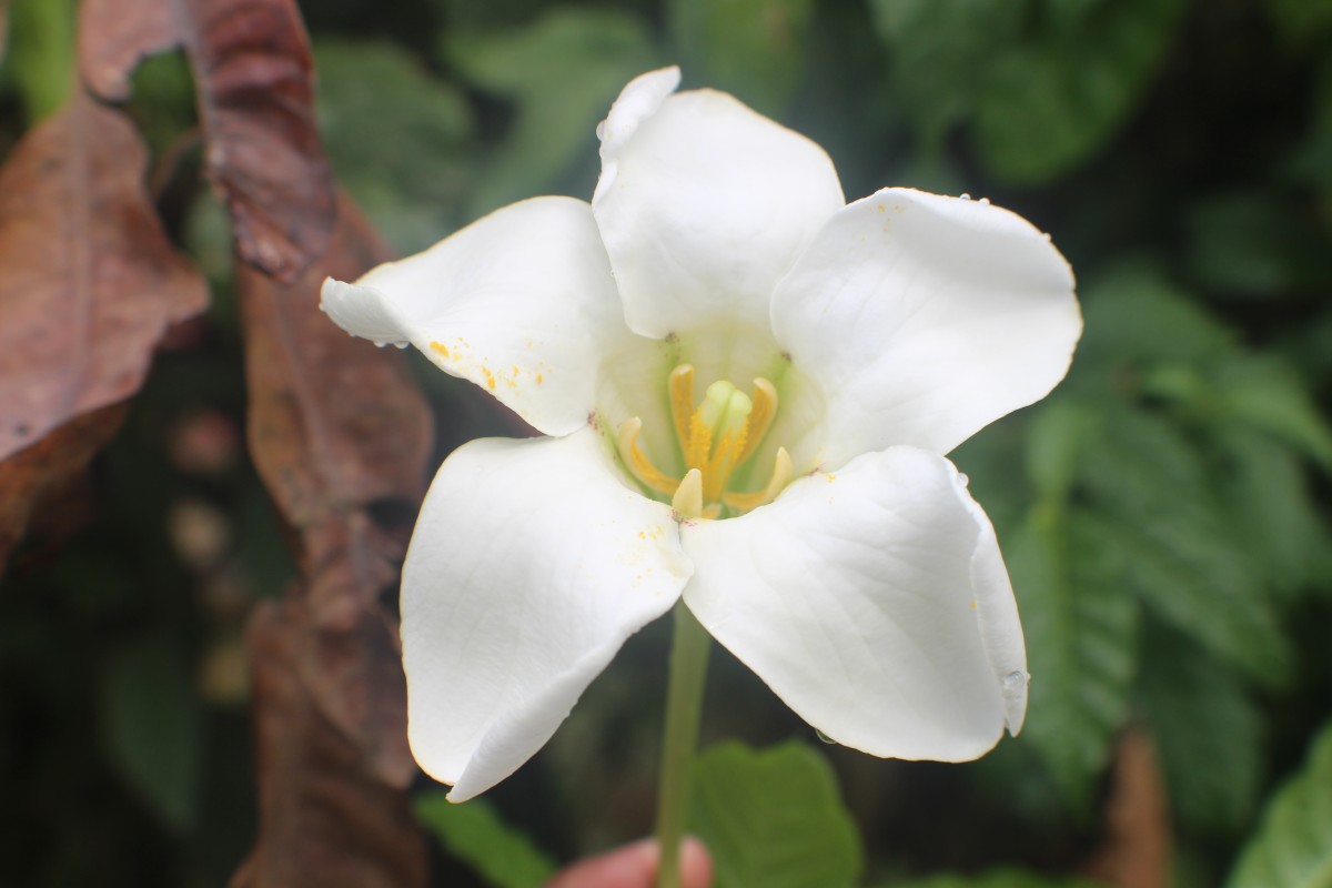 Euclinia longiflora Salisb.