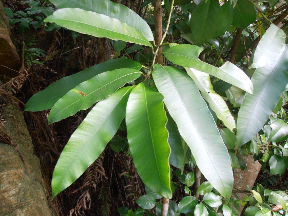 Calophyllum tomentosum Wight