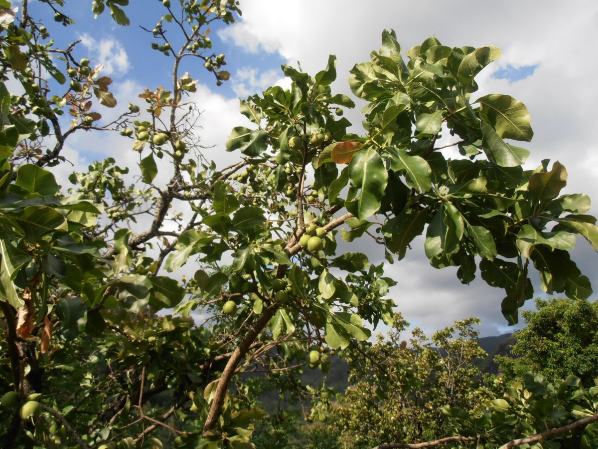 Careya arborea Roxb.