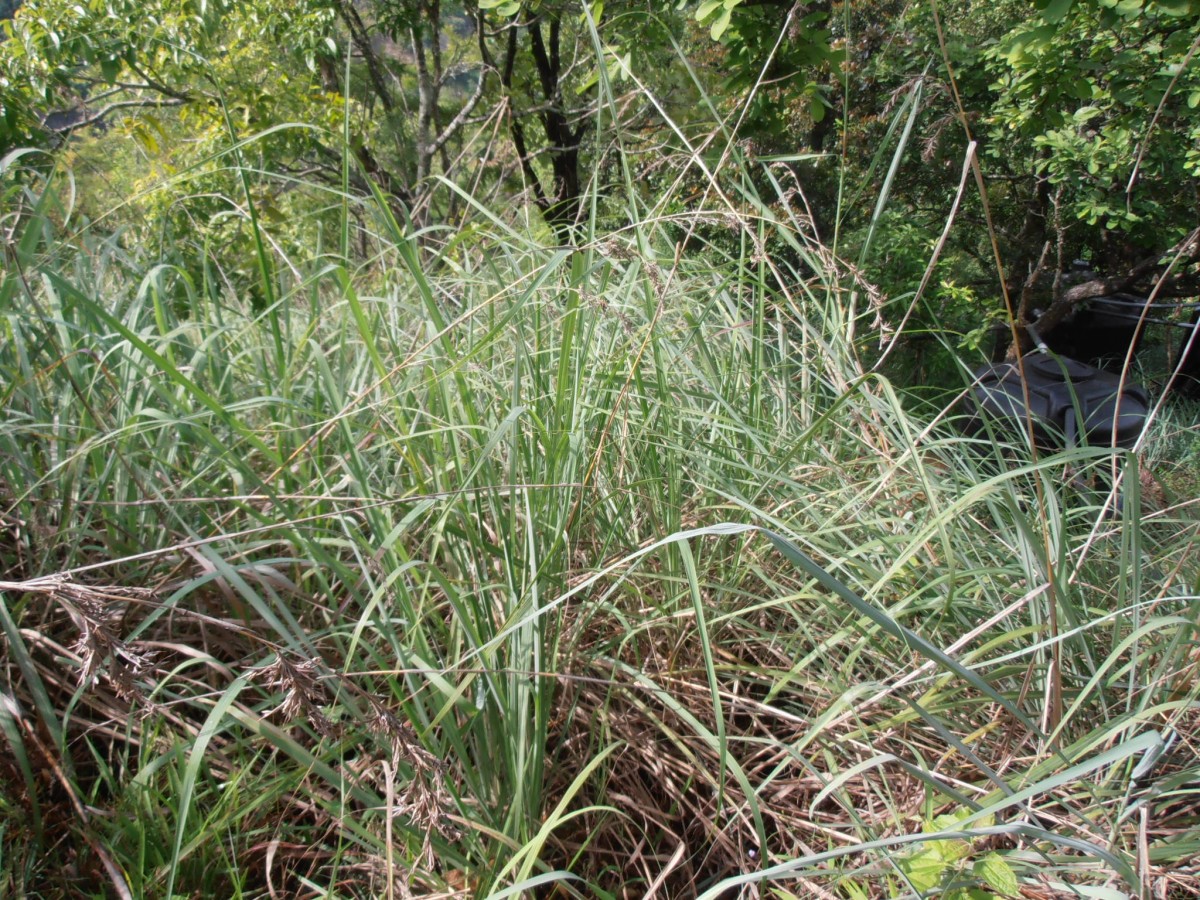 Cymbopogon nardus (L.) Rendle