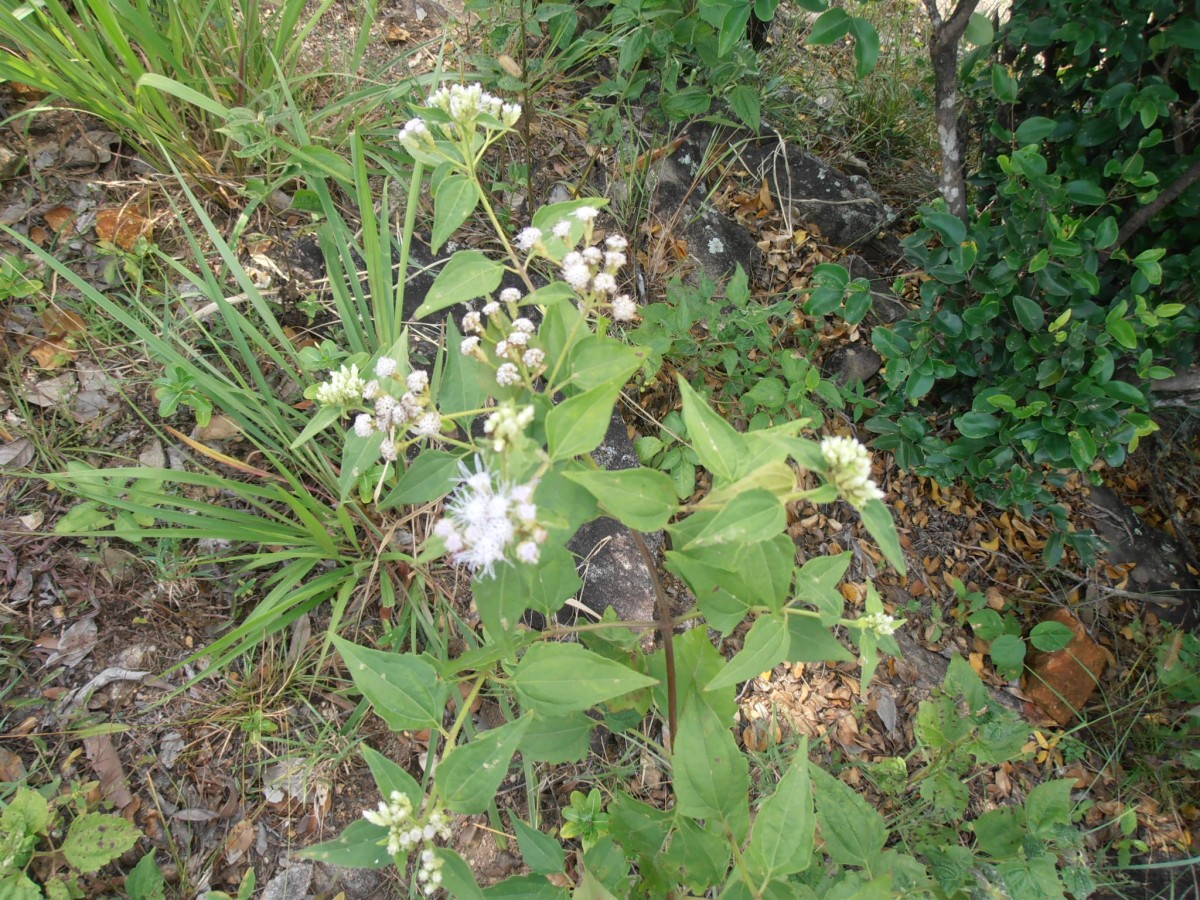 Chromolaena odorata (L.) R.M.King & H.Rob.